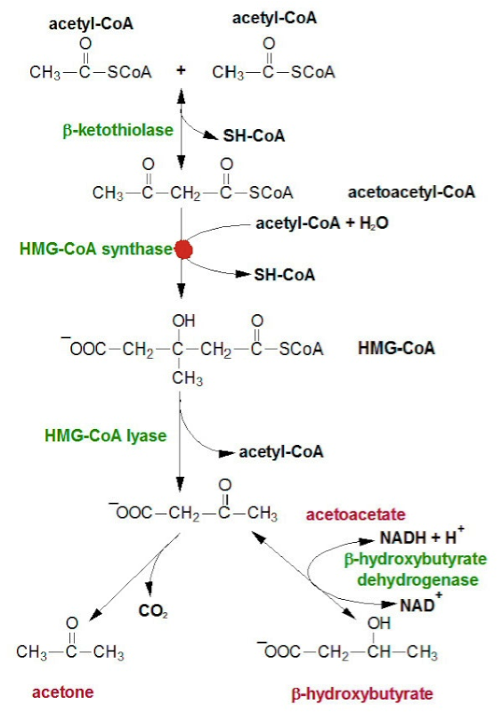 mHMG-CoA Synthase Deficiency